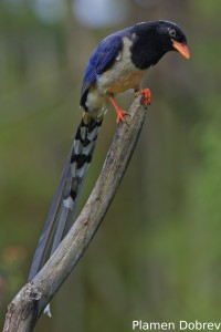 Red-billed Blue Magpie