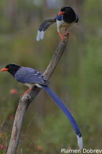 Red-billed Blue Magpie