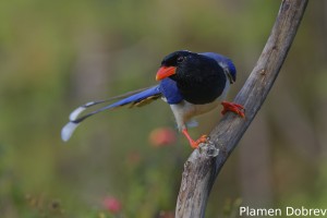 Red-billed Blue Magpie