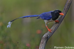 Red-billed Blue Magpie