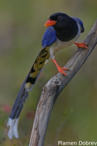 Red-billed Blue Magpie