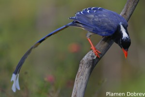 Red-billed Blue Magpie