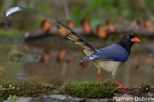 Red-billed Blue Magpie