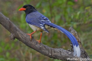 Red-billed Blue Magpie