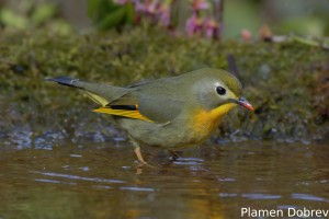 Red-billed Leiothrix