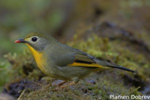 Red-billed Leiothrix