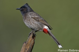 Red-vented Bulbul