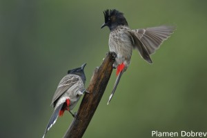 Red-vented Bulbul