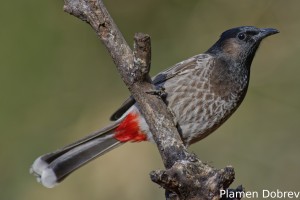 Red-vented Bulbul