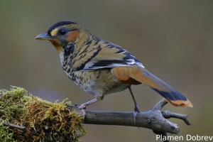 Rufous-chinned Laughingthrush