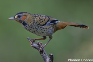 Rufous-chinned Laughingthrush