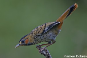 Rufous-chinned Laughingthrush