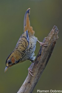 Rufous-chinned Laughingthrush