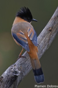 Rufous Sibia