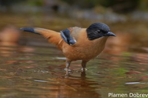 Rufous Sibia