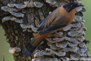 Rufous Sibia