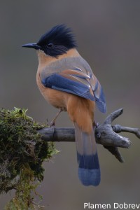 Rufous Sibia