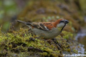Russet Sparrow