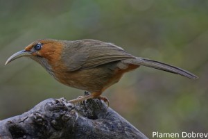 Rusty-cheeked Scimitar Babbler