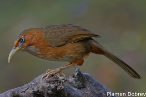 Rusty-cheeked Scimitar Babbler