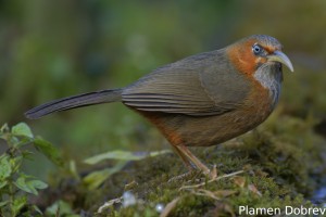 Rusty-cheeked Scimitar Babbler