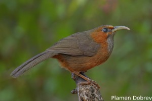 Rusty-cheeked Scimitar Babbler