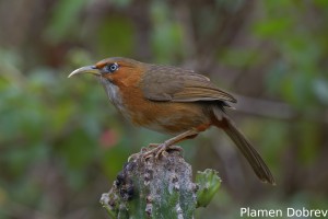 Rusty-cheeked Scimitar Babbler