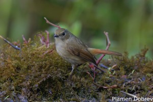 Slaty-blue Flycatcher
