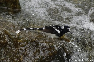 Spotted Forktail