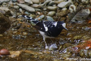 Spotted Forktail
