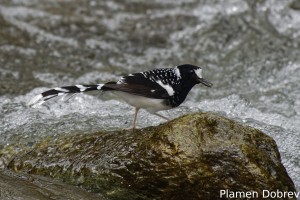 Spotted Forktail