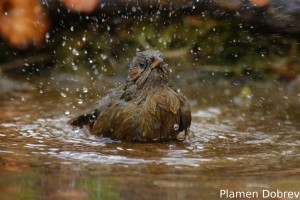 Streaked Laughingthrush