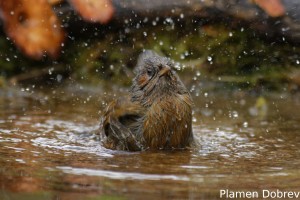 Streaked Laughingthrush