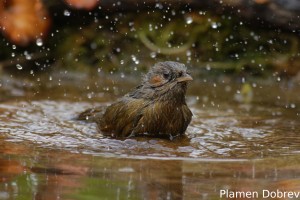 Streaked Laughingthrush