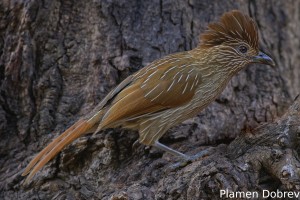 Striated Laughingthrush