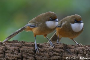 White-throated Laughingthrush