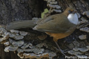White-throated Laughingthrush