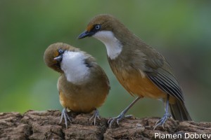 White-throated Laughingthrush