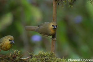 Black-chinned Babbler