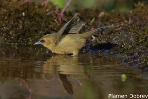 Black-chinned Babbler
