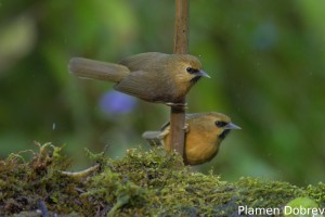 Black-chinned Babbler