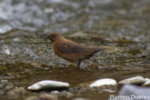 Brown Dipper