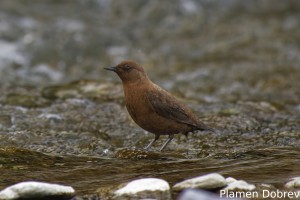 Brown Dipper