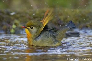 Red-billed Leiothrix