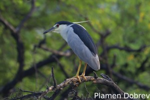 Black-crowned night heron