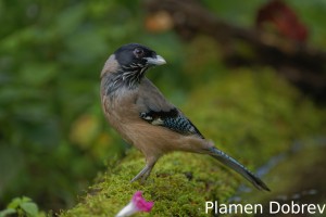 Black-headed Jay