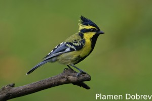 Black-lored tit