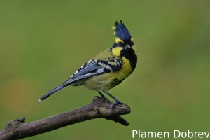 Black-lored tit