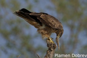 Black kite