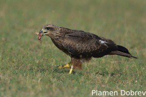 Black kite